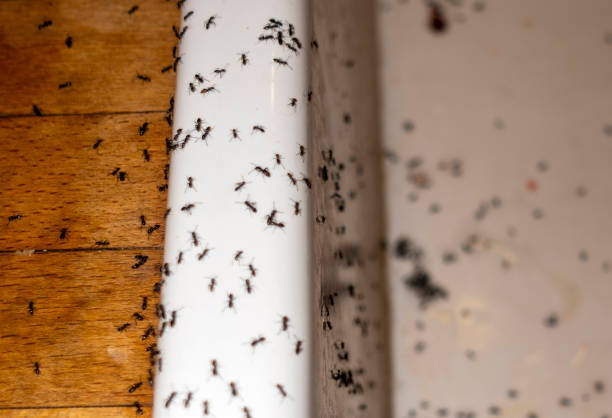 Best Mosquito Control Services  in Malvern, IA