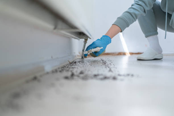 Best Spider Control Near Me  in Malvern, IA